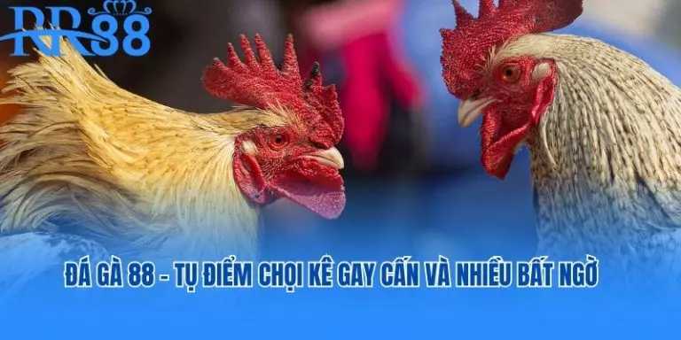 ĐÁ GÀ 88