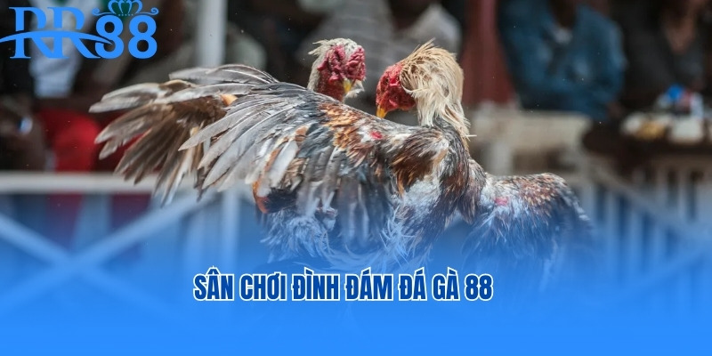 Sân chơi đình đám đá gà 88